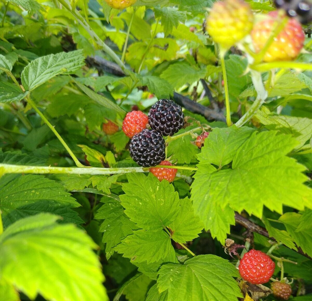 ORGANIC BLACK RASPBERRY 120+ Seeds, MADE IN USA, Garden FRESH