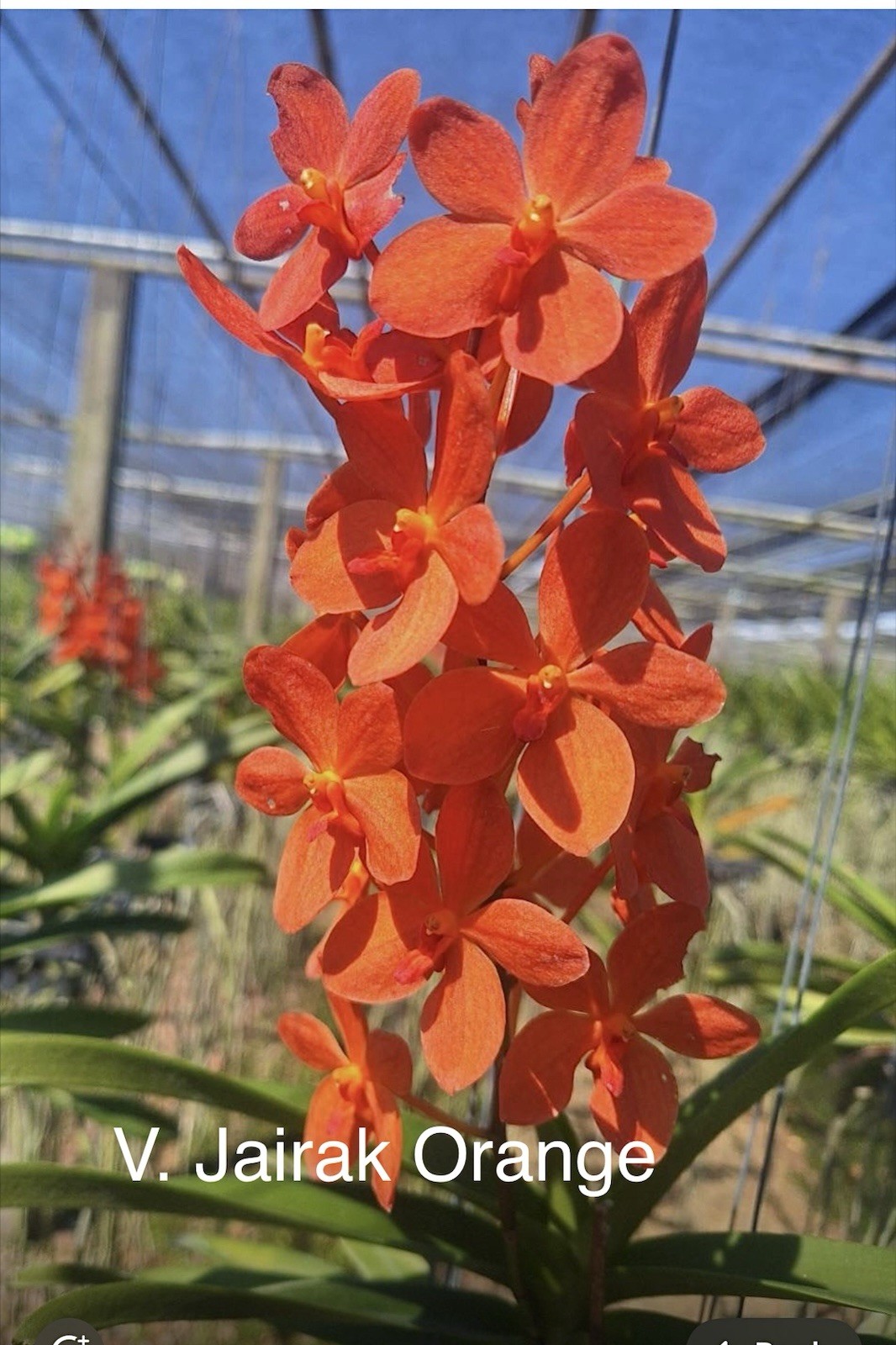 Vanda Jairak Orange , Fragrant Hybrid Blooming Size Orchid