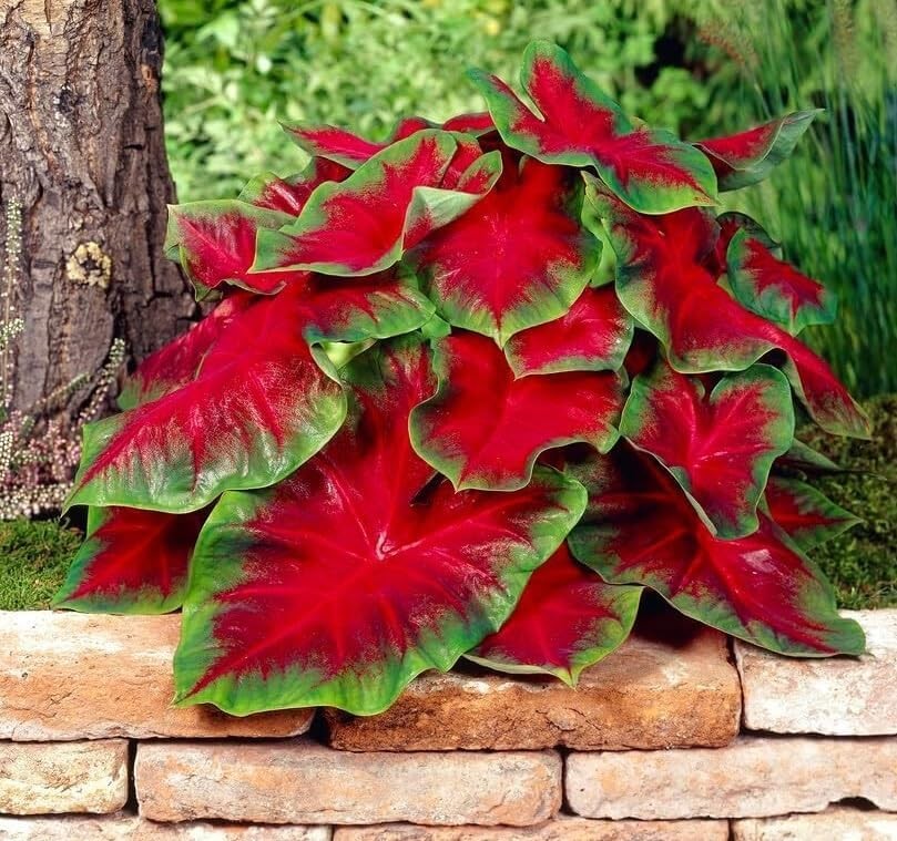 Florida Cardinal Caladium Bulbs for Planting – Perennial 10 Bulbs, red green