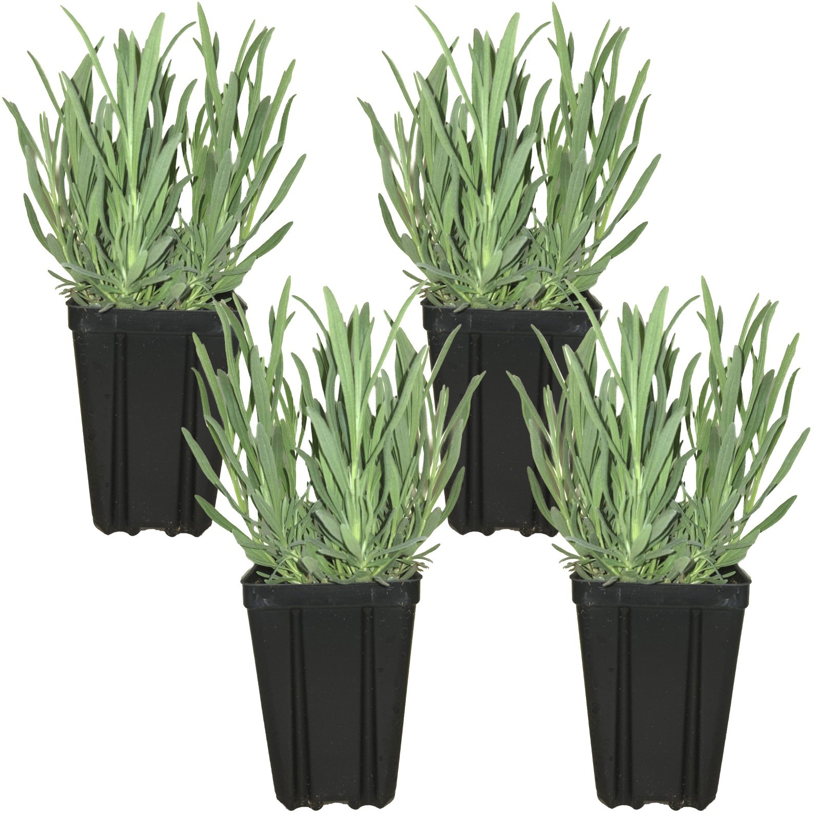 Set of 4 French Lavender Provence Live Plants Quart Potted Purple Zones 5-11