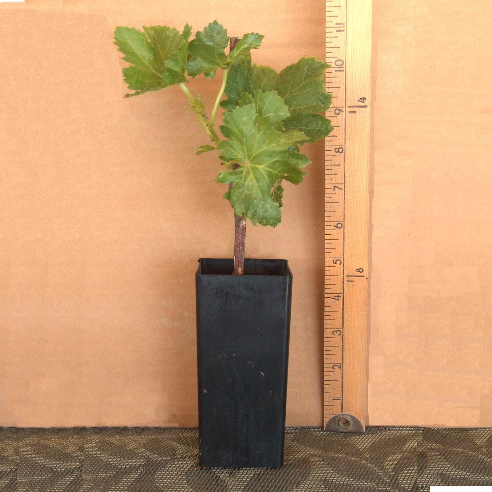 T310A (1) Crimson Vine In Pot Plant Large Oval Red Seedless Table Grape Raisin