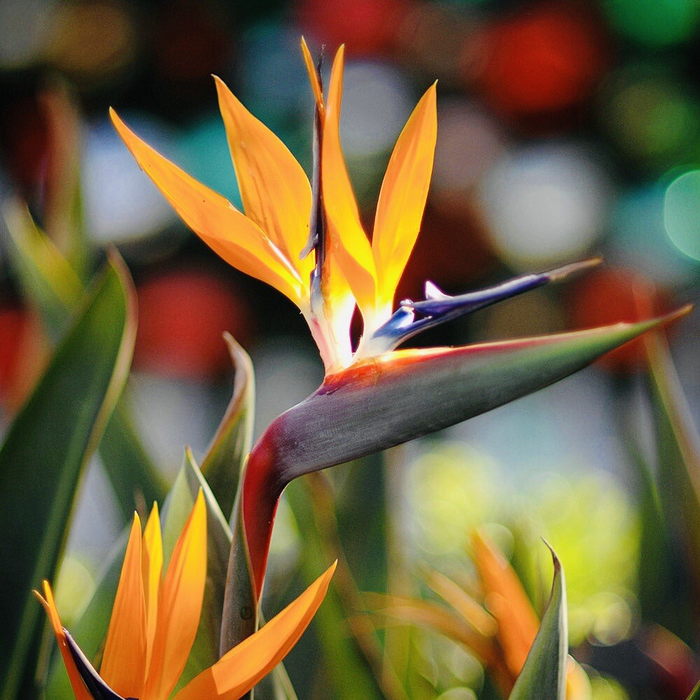2 PACK ORANGE BIRD OF PARADISE PLANT GREENHOUSE BEST GIFT LIVE PLANT GUARANTEED