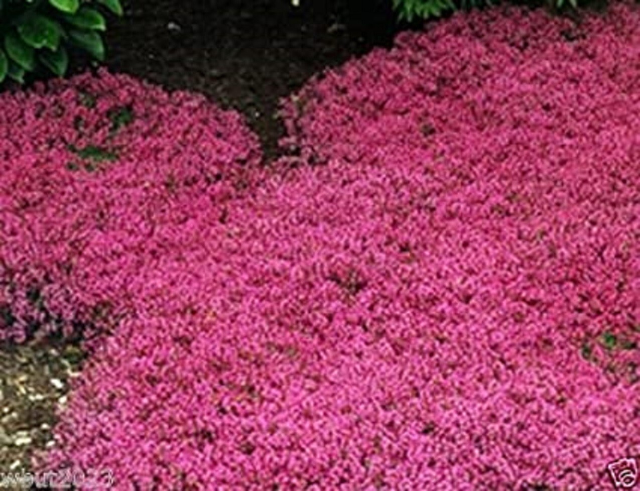 500 Creeping Thyme Seeds – Magic Carpet- Perennial Ground Cover