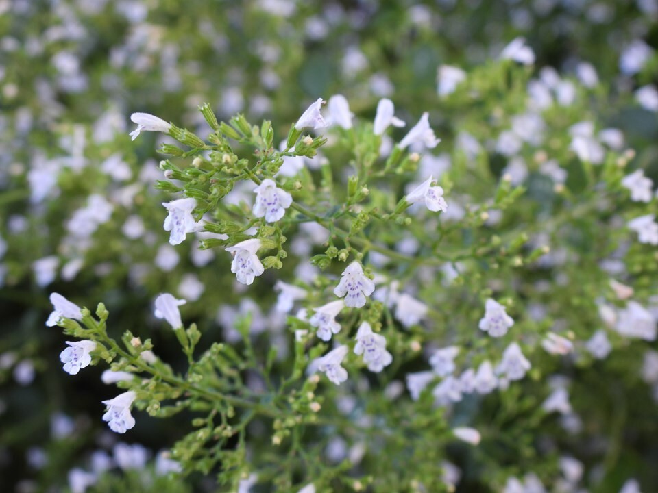 CALAMINTHA ‘NEPETA’ LIVE CALAMINT PLANT 100’S OF FLOWERS JUNE-SEPT FRAGRANT HERB