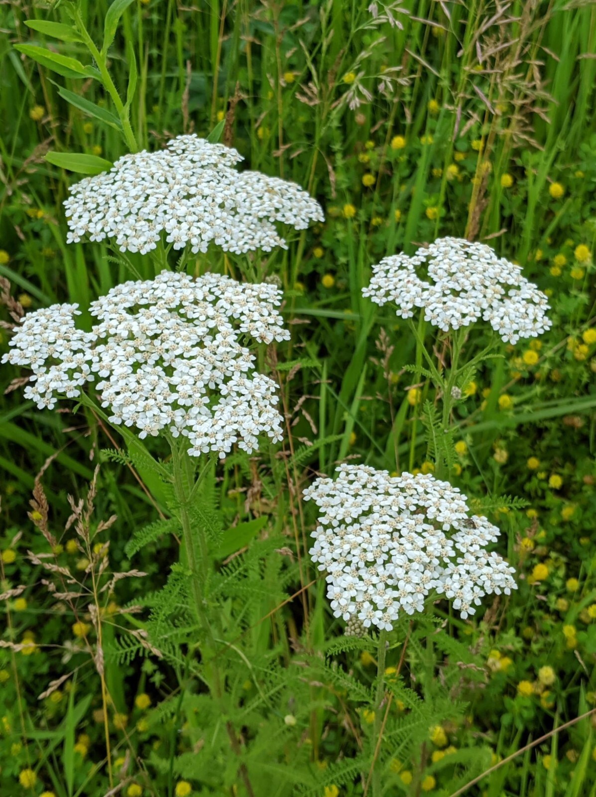 Yarrow Plants Package Of 20 – Bare Root Plant Achillea Millefolium Perennial