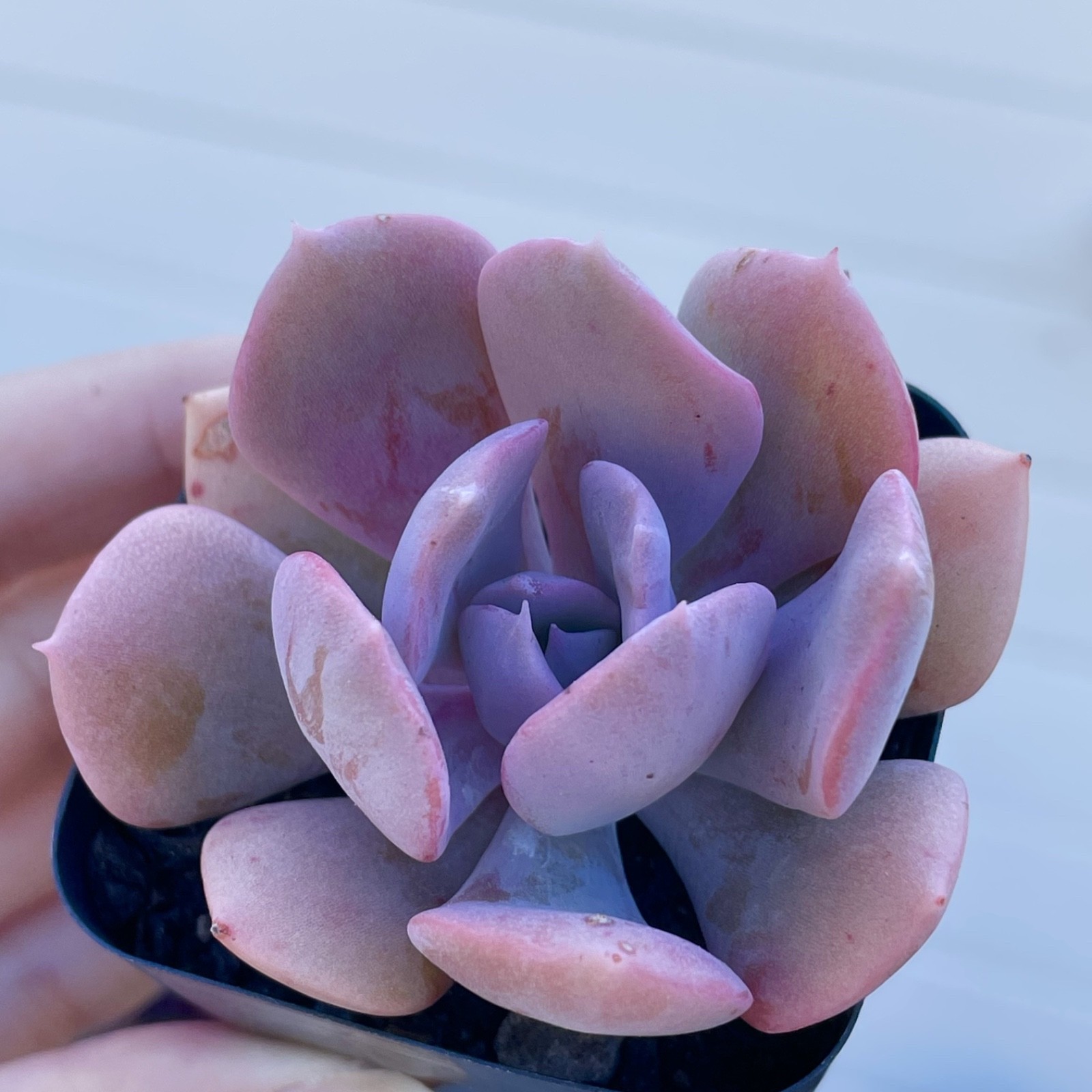 Rare Echeveria Succulent Misty Lilac Rooted Live Plant 1-2 Inch Baby Plant