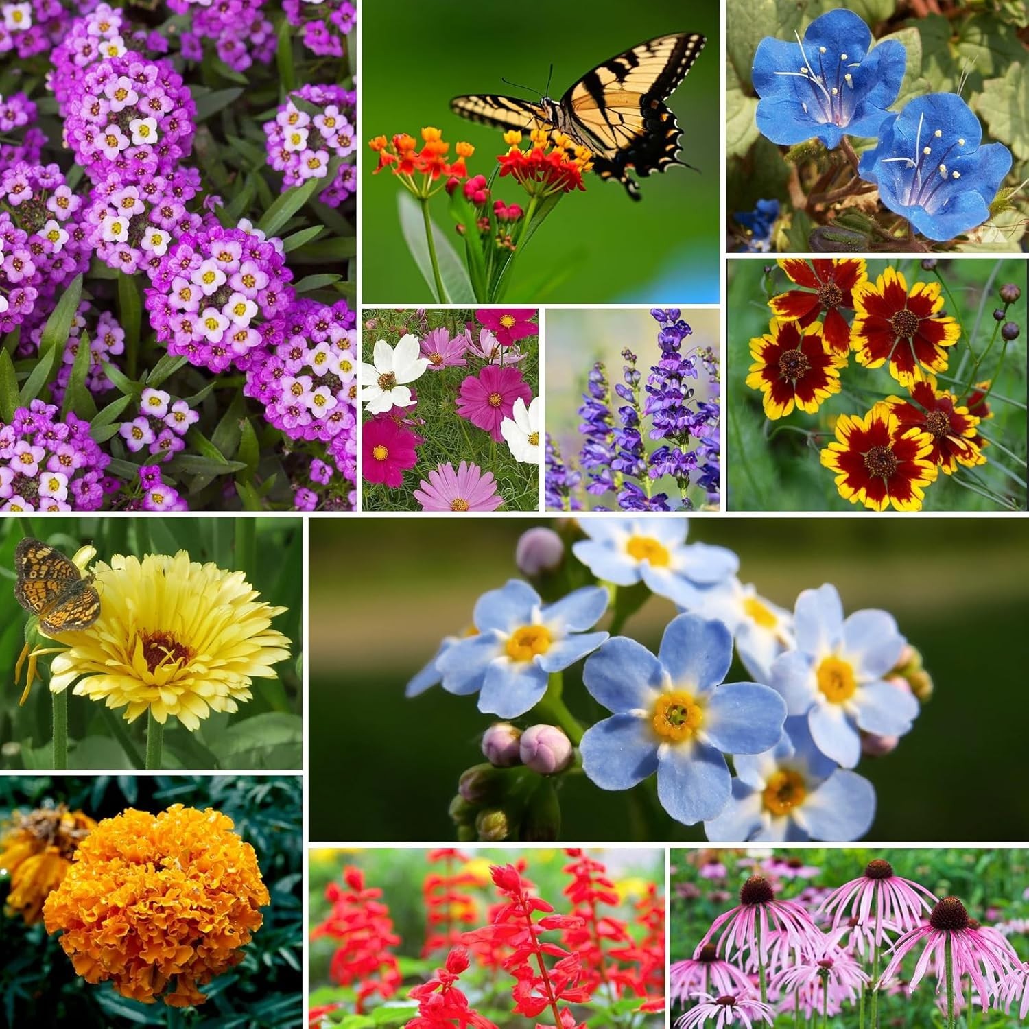 26 Varieties Wildflower Seeds Bulk – 200,000+ High Germination Seeds, 4 Ounce