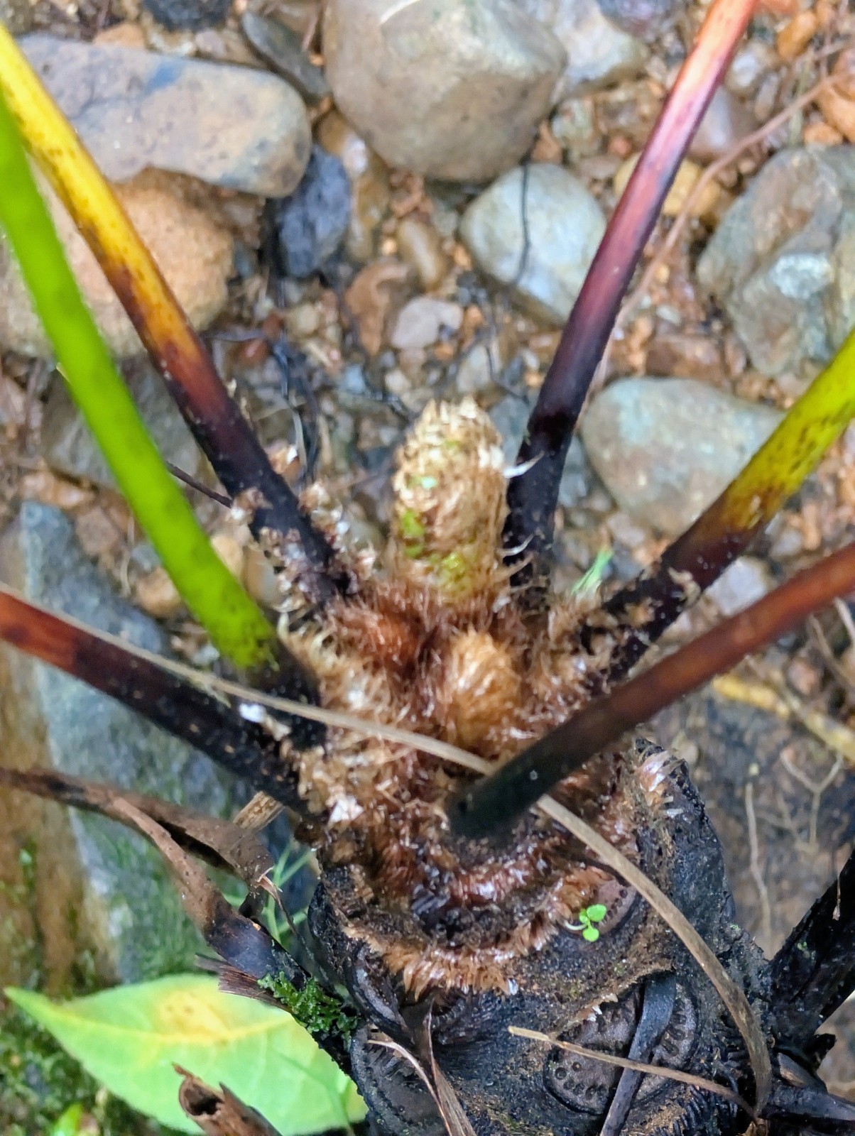 LIVE Mature, wider trunk : Cyathea ARBOREA Giant TREE FERN 7″ inch, exotic fern