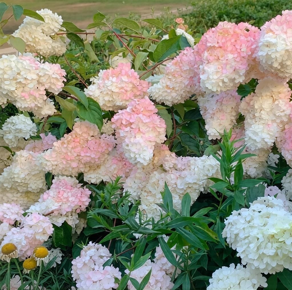 150+ Hydrangea Seeds – Mixed Color Perennial Flowers (Blue, Pink, Red & Mix