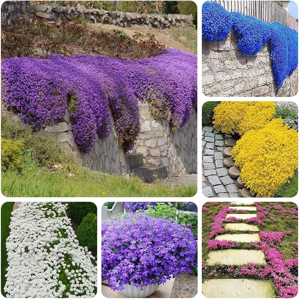 3000+ Mix Creeping Thyme Seeds for Planting Red, Blue, Yellow, white, pink.