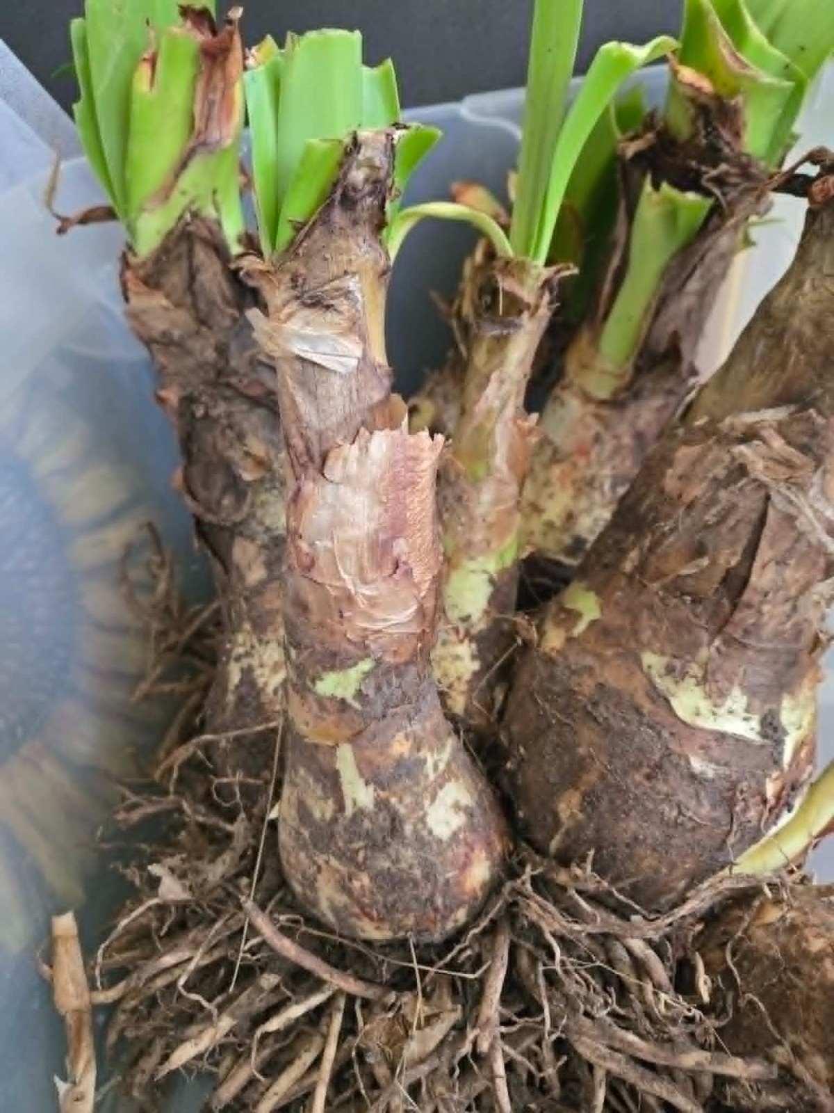 Crinum Lily Ellen Bonsanquet Nice Healthy Medium 2 Blooming size Bulbs
