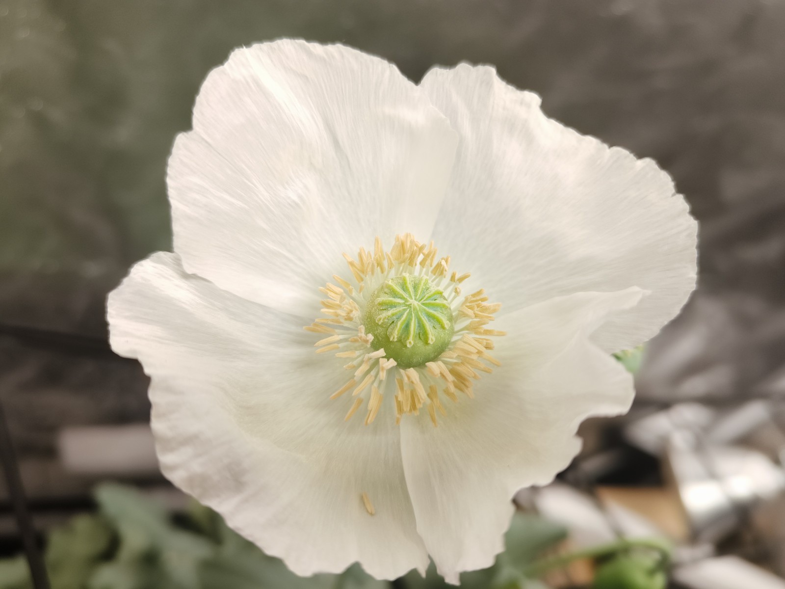 1,000 Rare Turkish White Poppy Seeds – P. Somniferum – Giant Sold White Blooms