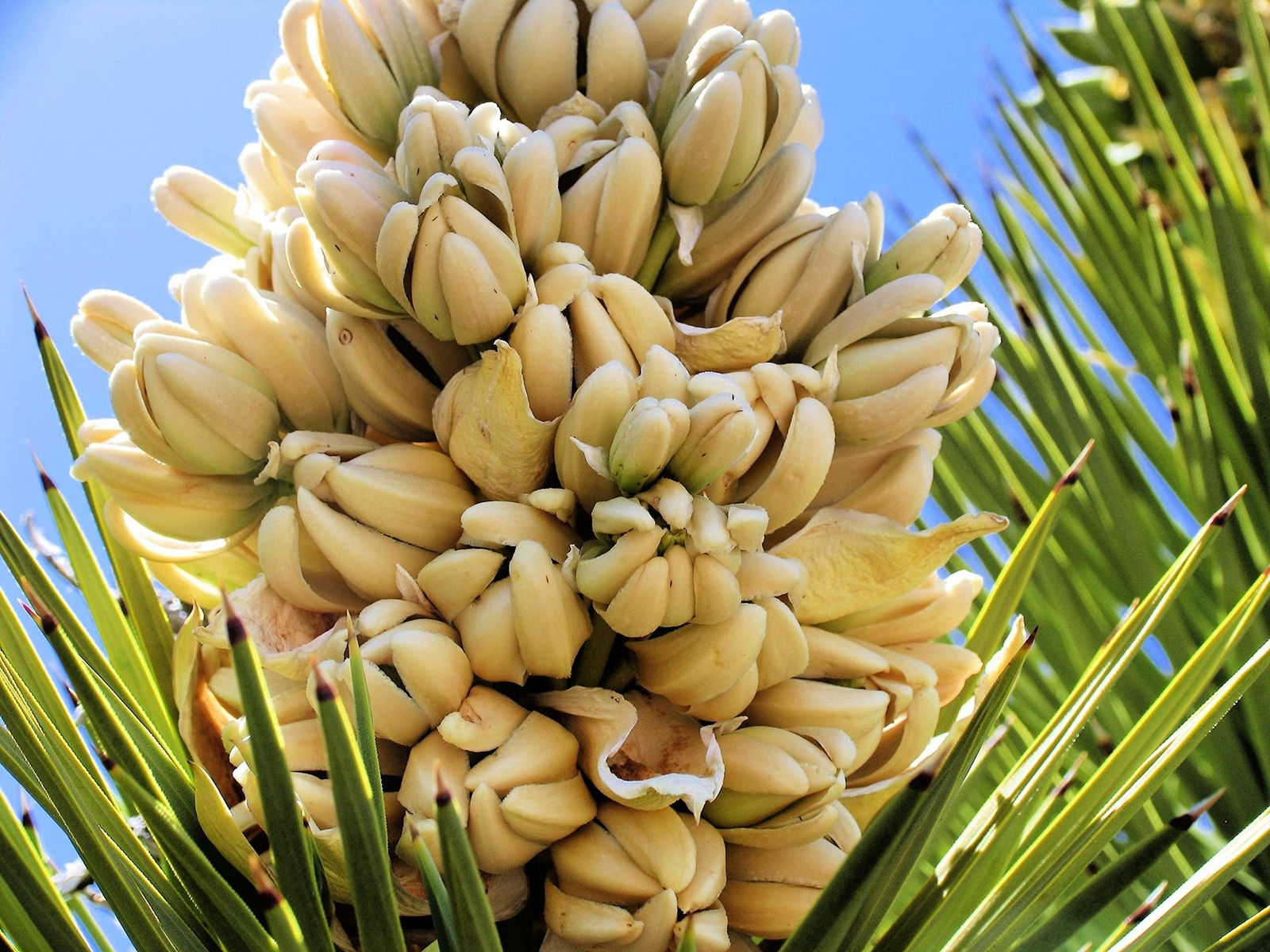 Yucca Palm Tree Seeds for Planting (10 Seeds) – Highly Prized Joshua Tree – Yucc