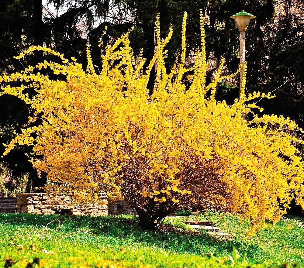 10+5 cuttings Golden Forsythia Gold, hardy bush, ornamental, privacy hedge