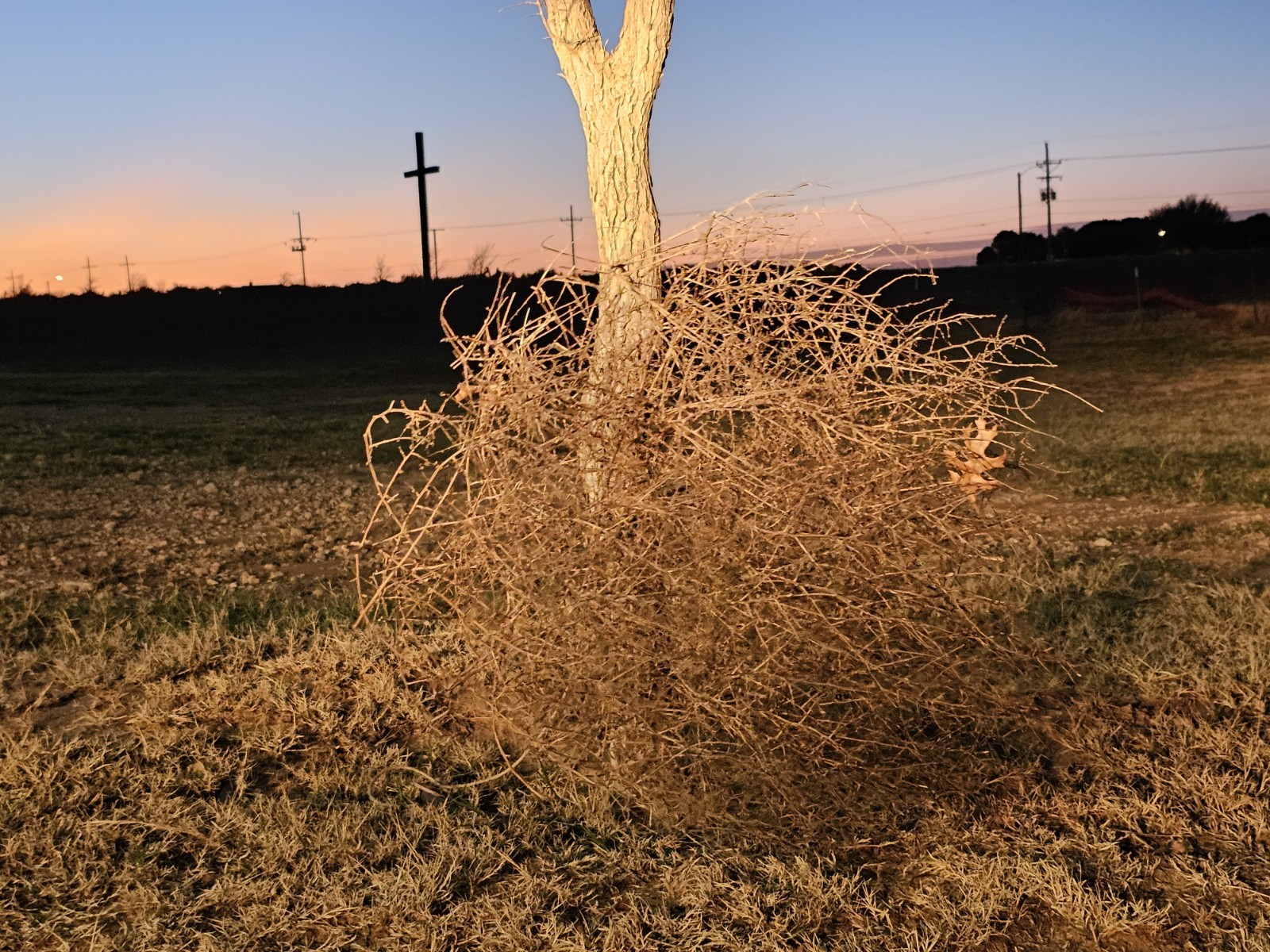 Mature Brown Tumbleweed Bare Root Deciduous Arid Outdoor Plant Specimen