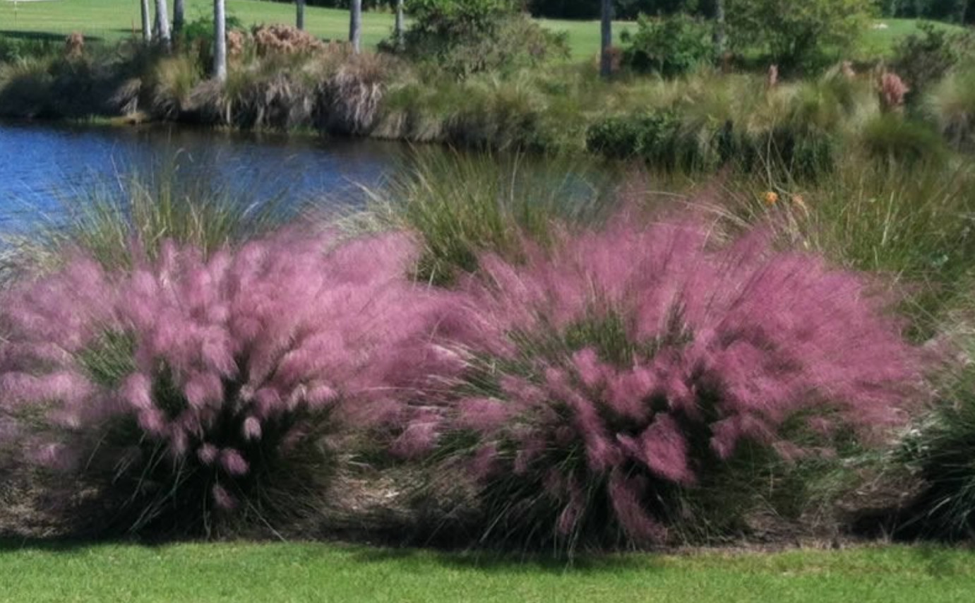 Live Muhly Grass Pink Plant – Ornamental Pink Flowering – 5–8″ Tall – No Pot