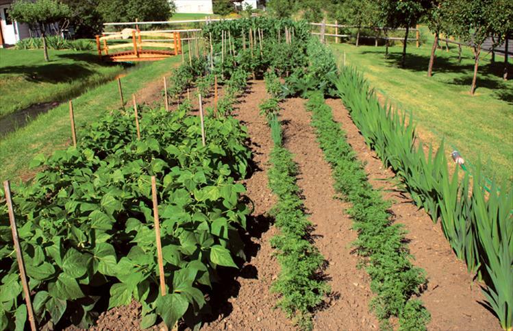 47,000+ Preppers Vegetable Survival Garden Seed Cache “101 Varieties With Herbs1