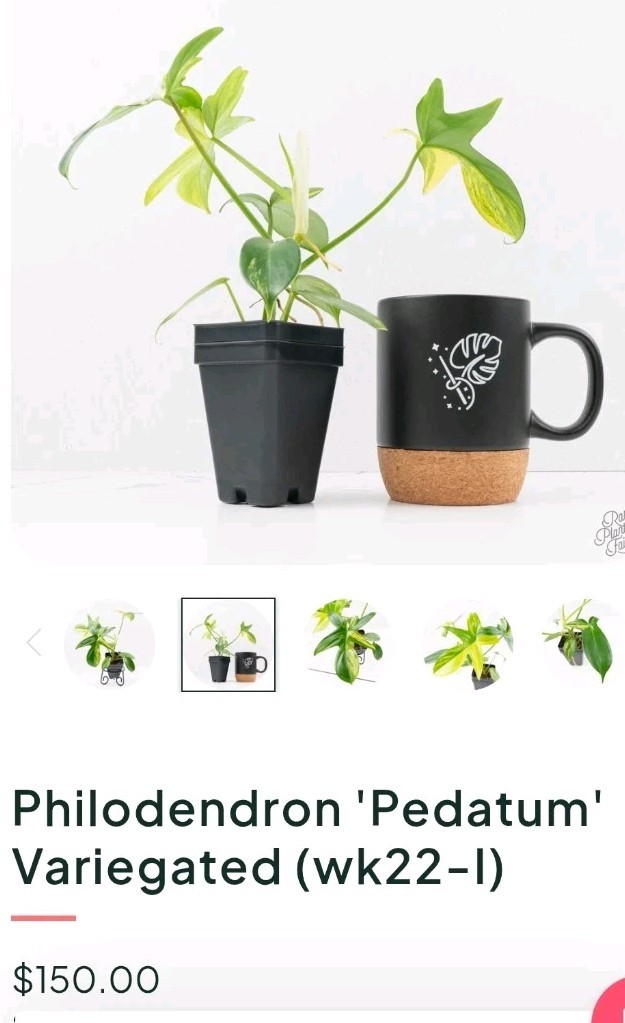 Rare Philodendron Variegated Pedatum 12″ Tall Not Monstera Anthurium Aroid