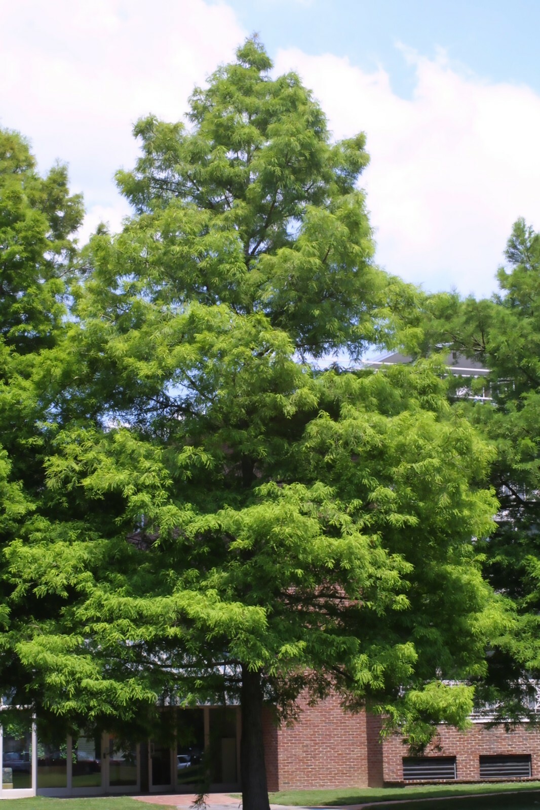 Bald Cypress, Taxodium distichum, Tree Seeds (Fast, Fall Colors, Hardy)