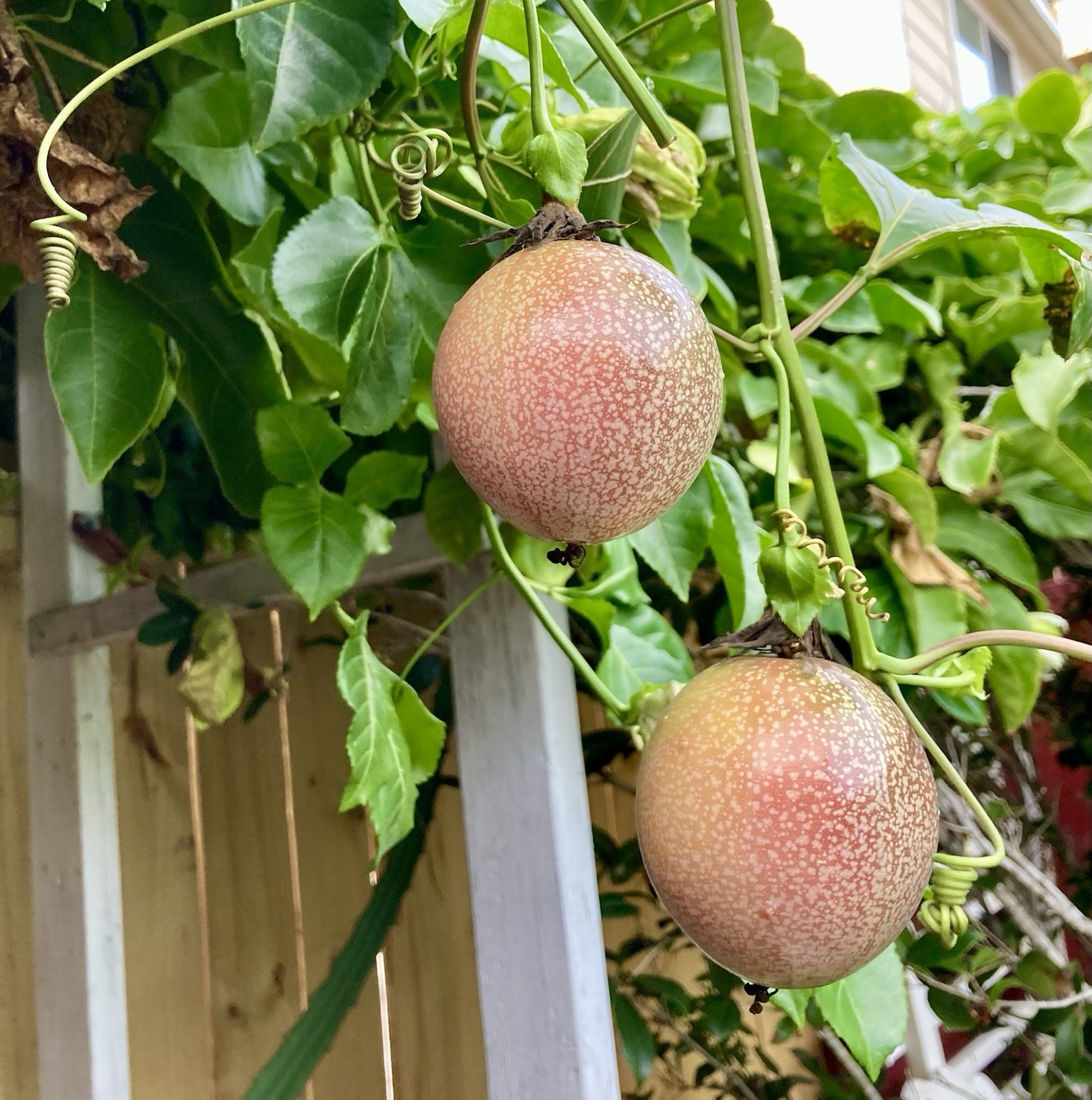 Purple Passion Fruit /Passiflora Edulis Live Plants 12″ Tall Planted In A 4″ Pot