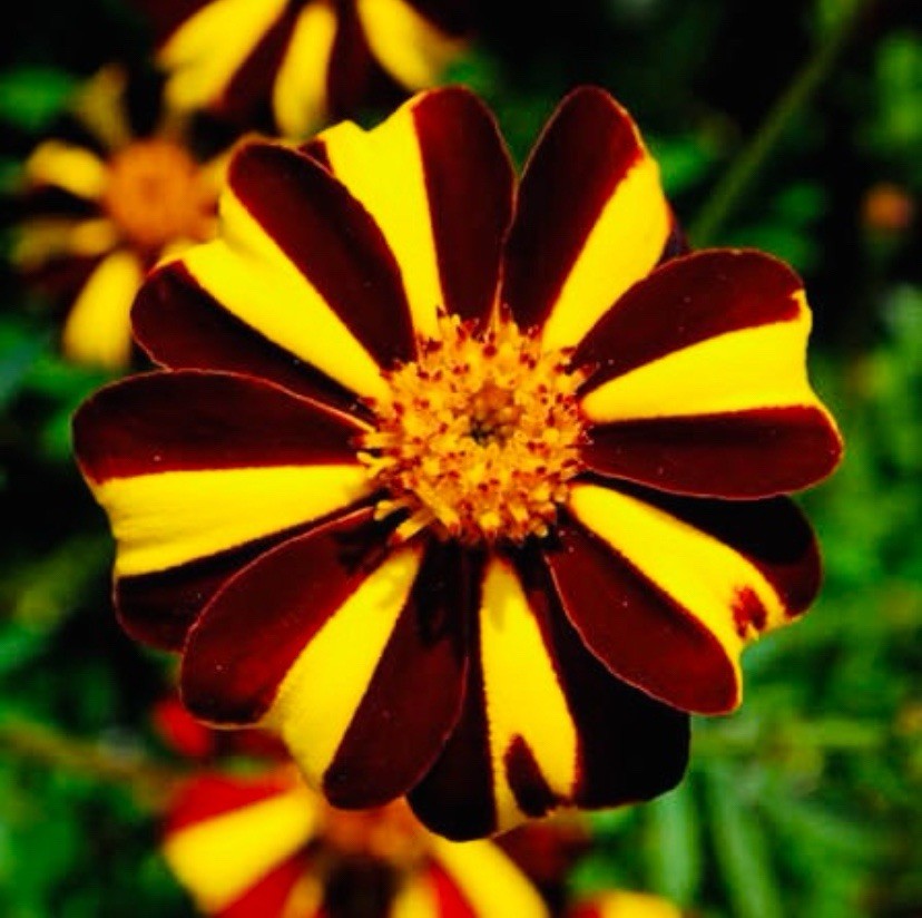 25 French Marigold Seeds – Court Jester (Tagetes patula) Heirloom Seeds USA
