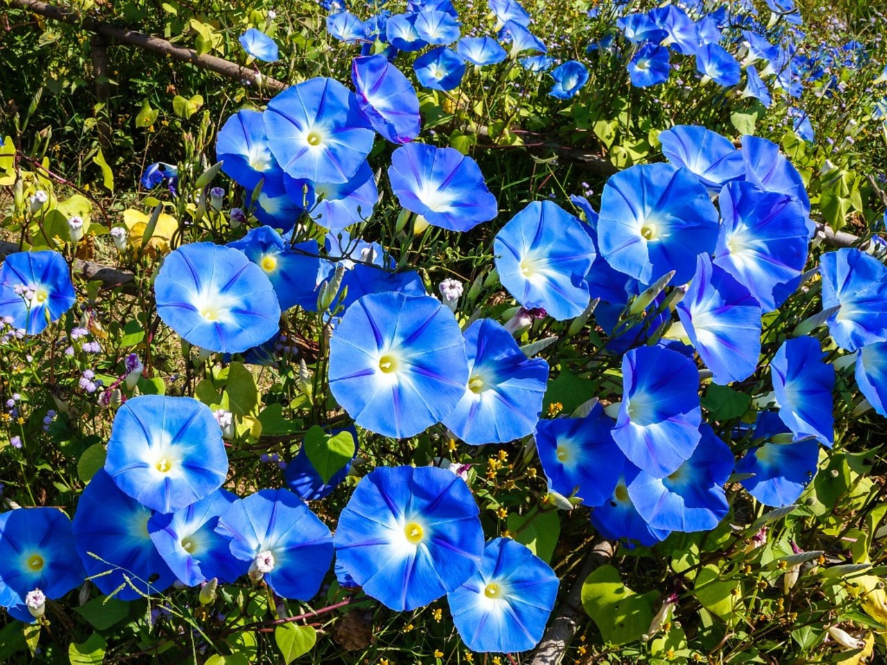 Morning Glory ‘Heavenly Blue’ (Ipomoea tricolor) Free Shipping!