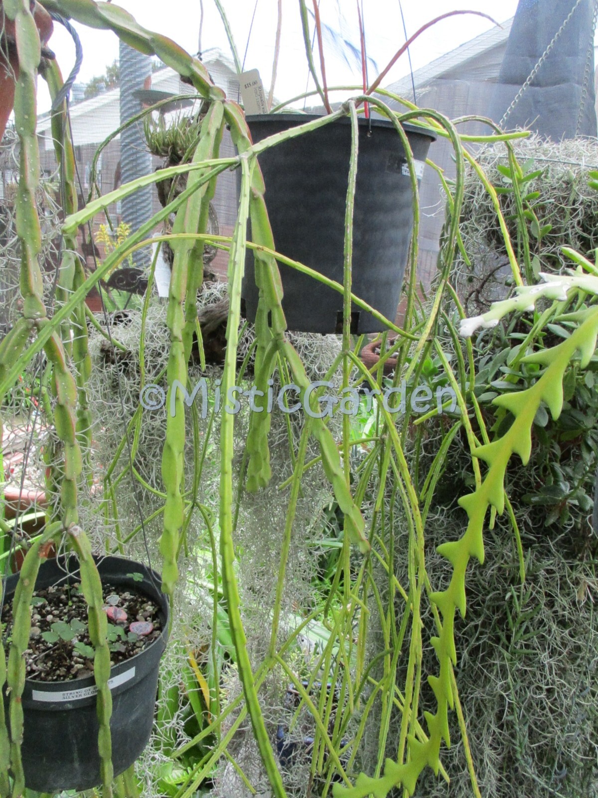 Rhipsalis Sulcata 4 partially rooted stems Shown