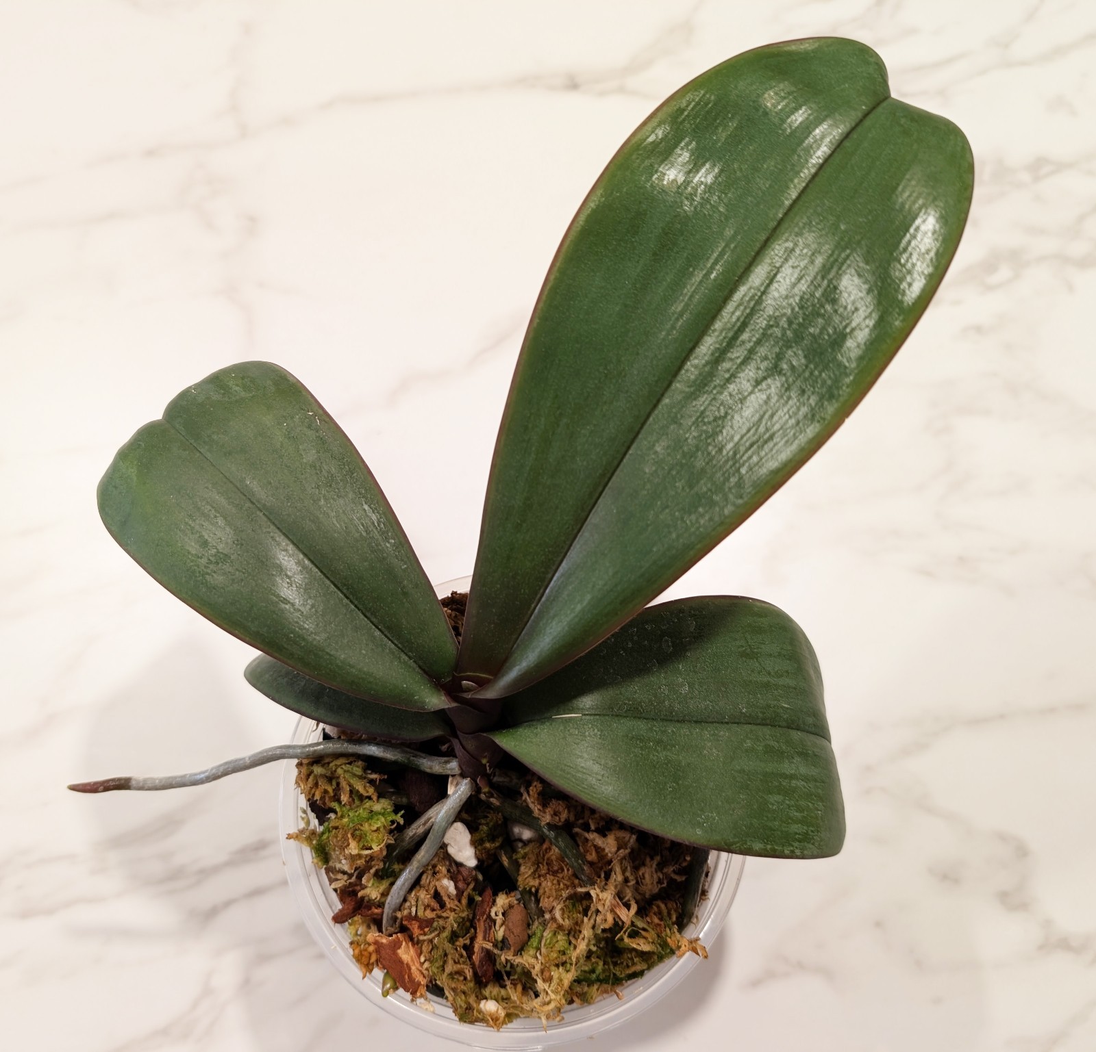 Phalaenopsis SANDERIANA, EXACT plant, 5″ pot, bloom size orchid