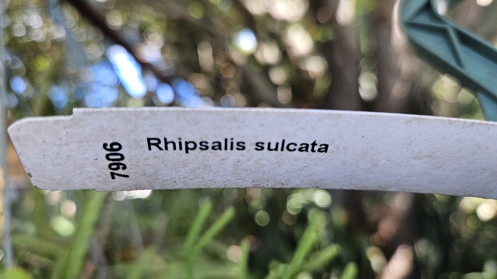 Rhipsalis sulcata-five cuttings/4 inches each-Yellow/White Flowers/Branching