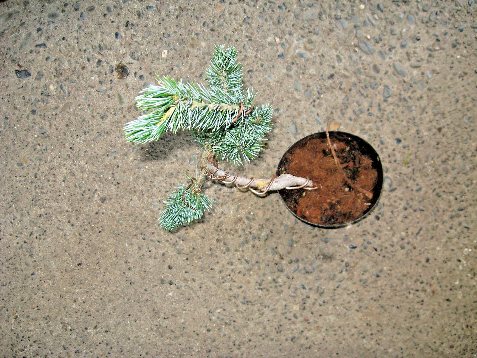 BONSAI JAPANESE WHITE PINE KORU