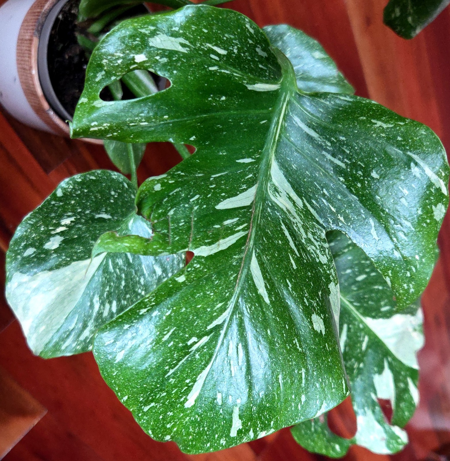 Rare Monstera Thai Starlight Mint 24″ Tall Aroid Not Philodendron Anthurium