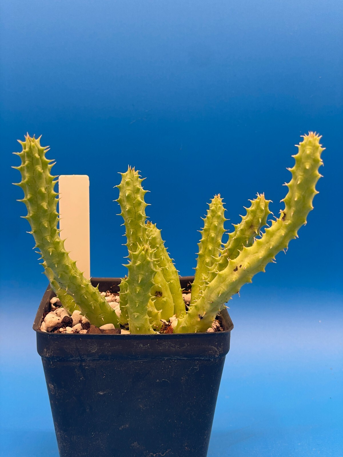 Huernia Schneideriana ‘Red Dragon’ WELL ROOTED 3.5″ Plant