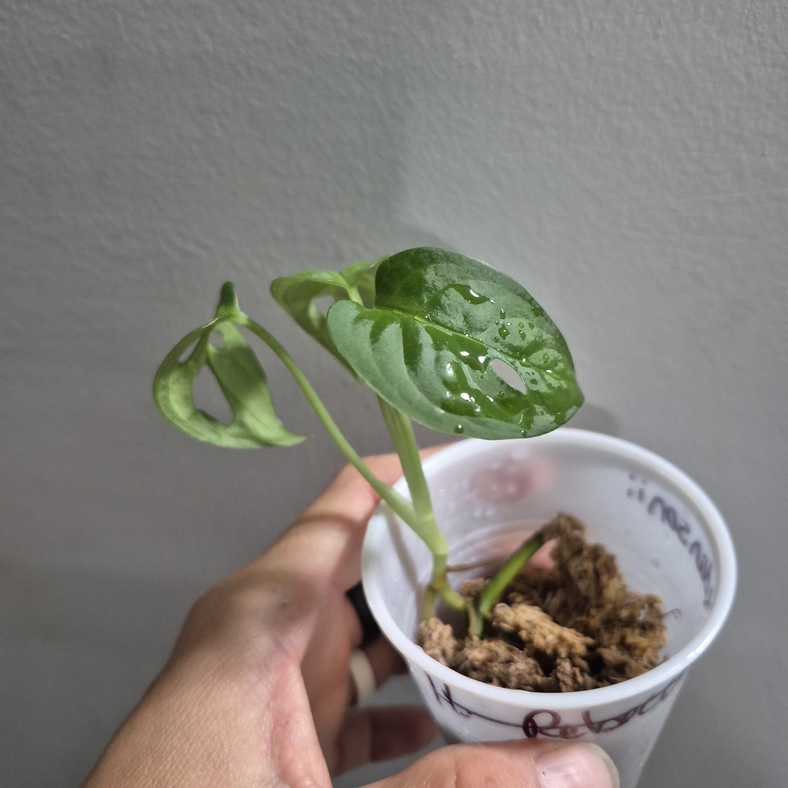 Monstera Adansonii – Monstera Swiss Cheese – 2.5 Inch – EXACT PLANT