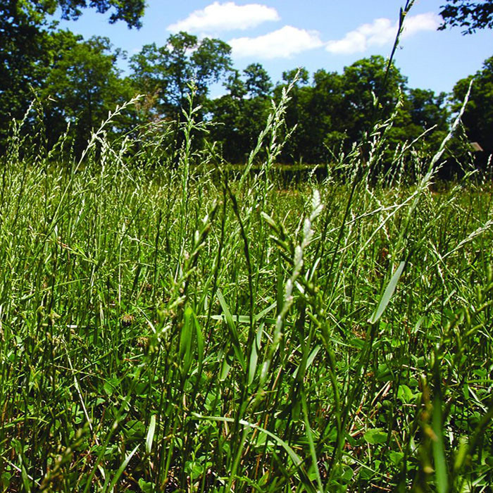 Gulf Annual Ryegrass “Lawns and for Winter Pasture” 10 Lbs Bulk Package 2000SQFT