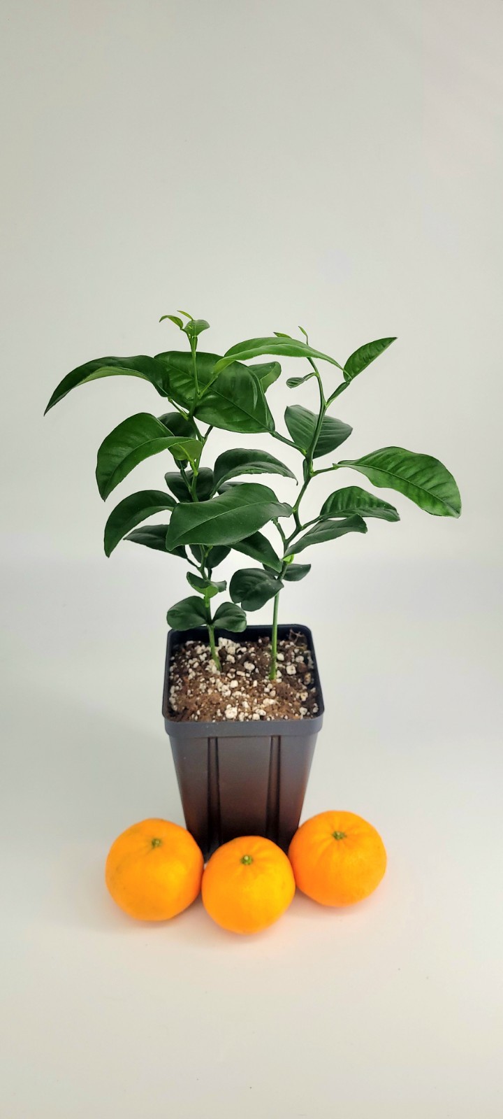 Set of 2 Satsuma Mandarin Orange trees, 6 inches To one Foot tall