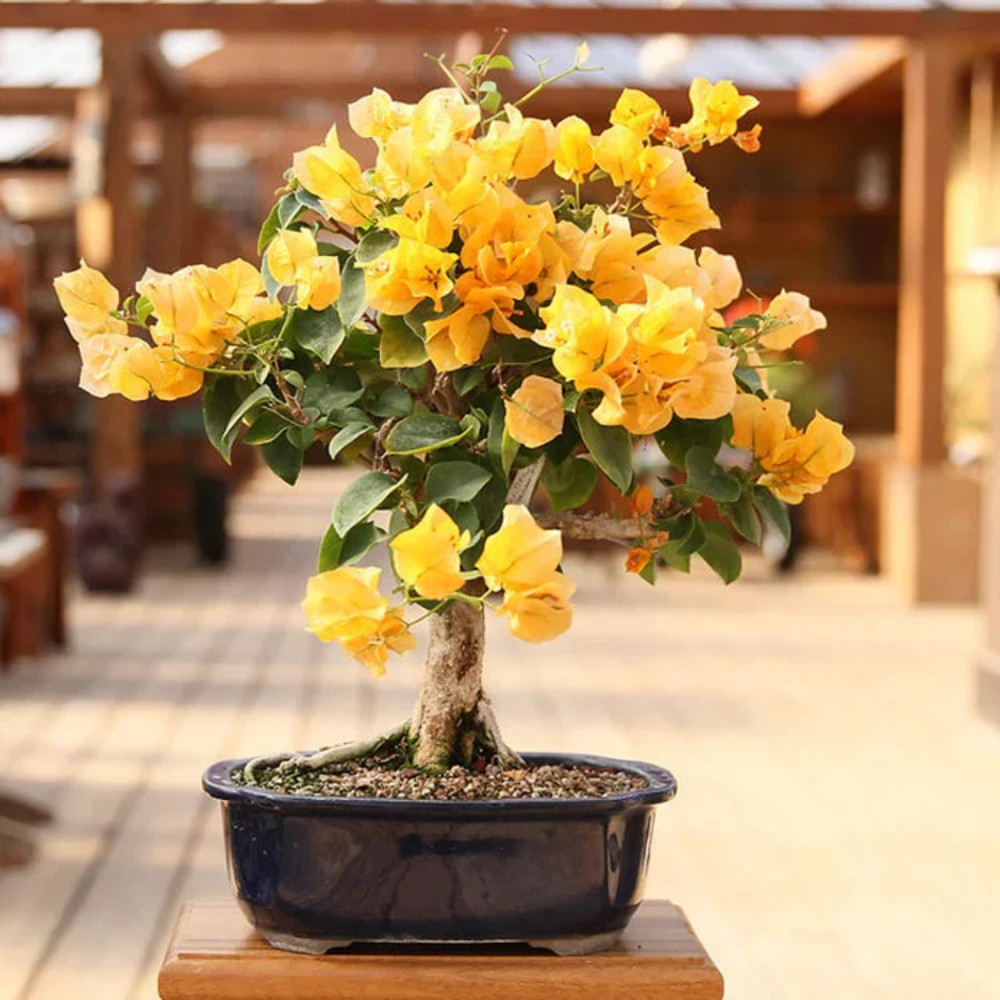 Set 2 Bougainvillea Live Plants 4-6 Inches Tall Rooted Flowering Vine