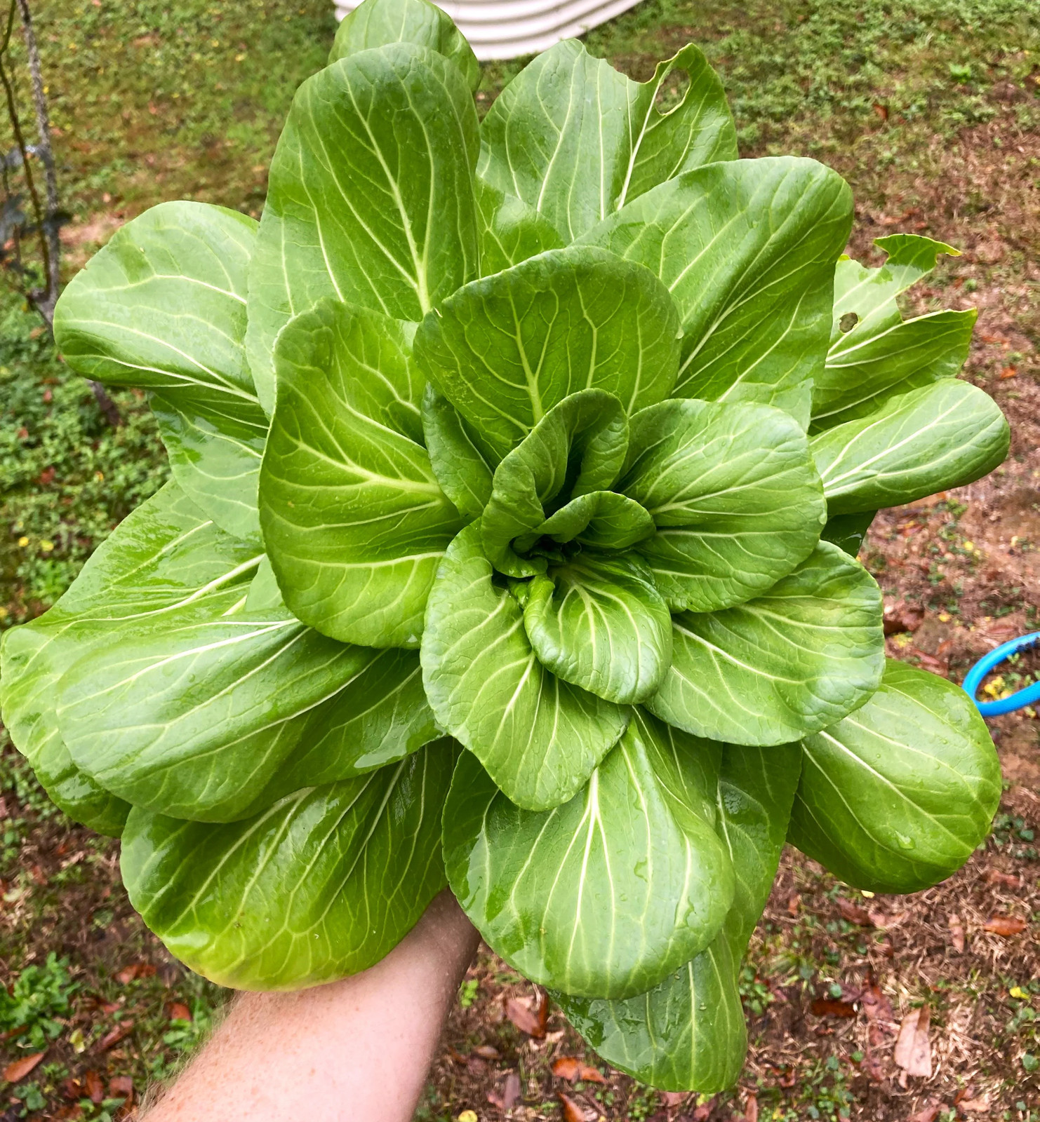 Wa Wa Qing F1 Bok Choy Seeds | Hybrid Shanghai Pak Choi Seed 2024 Fast Shipping