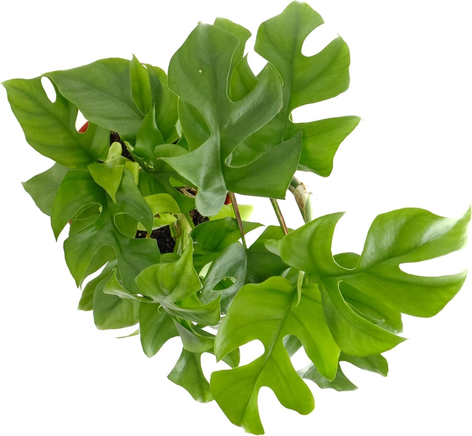 Shop Succulents Philodendron Split Mini, Live Indoor Plant, Compact Low Maintena