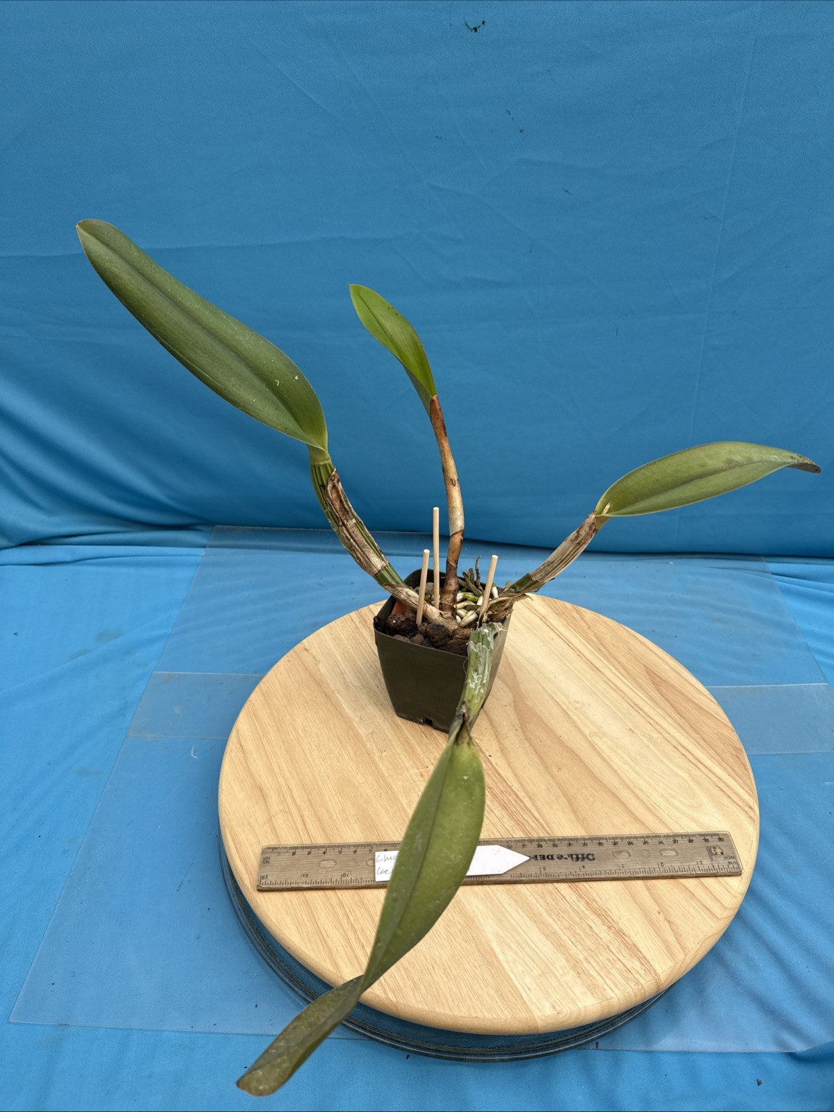 Cattleya lueddemanniana coerulea VERY NUTMEG FRAGRANT Orchid Species 4” Pot