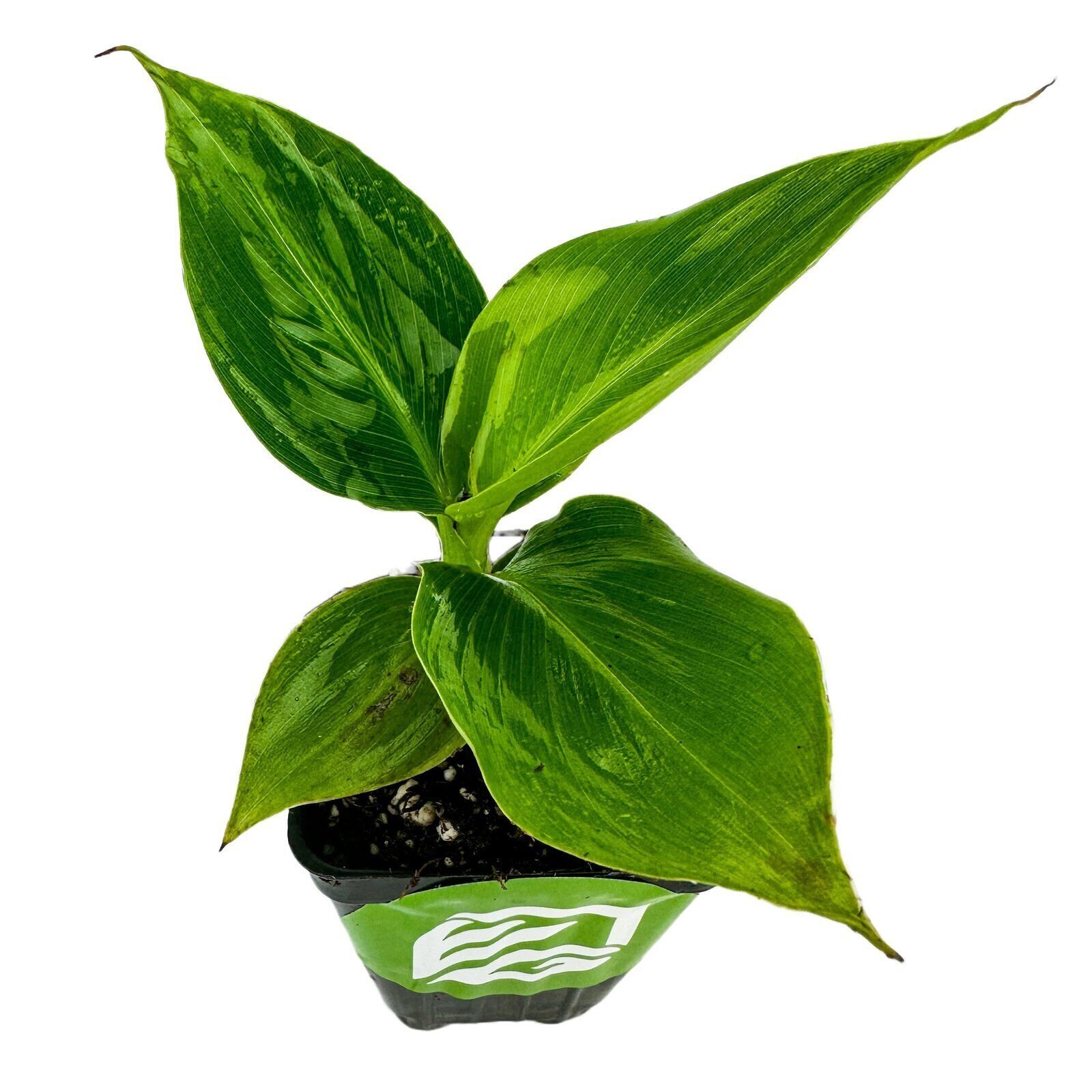 Little Prince Banana – Musa – Live Plant