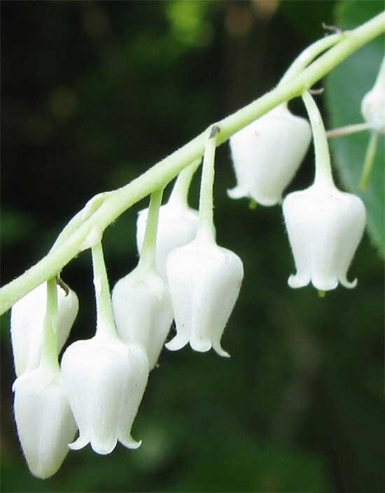 Oxydendrum arboreum Lily of the Valley Tree Sourwood 30 seeds