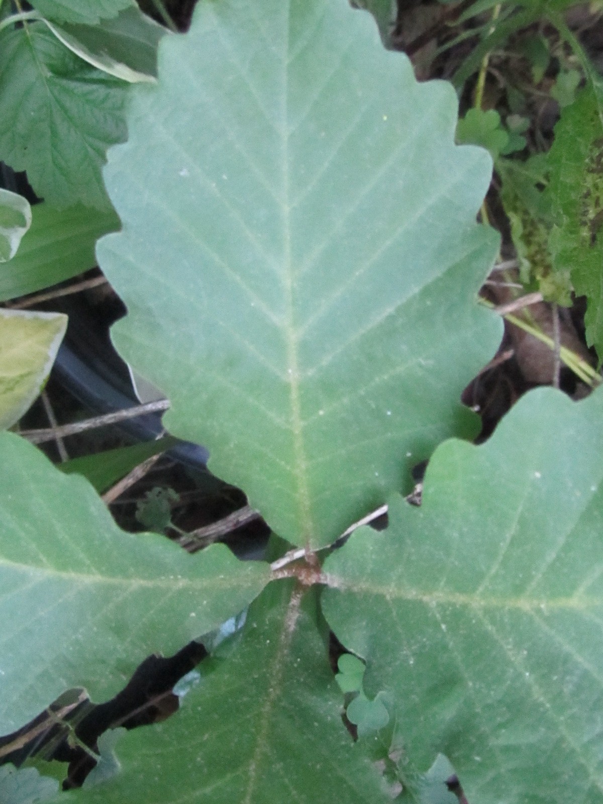 1 Starter Plant Swamp Chesnut Oak Tree, Live Plant 6 – 10” tall