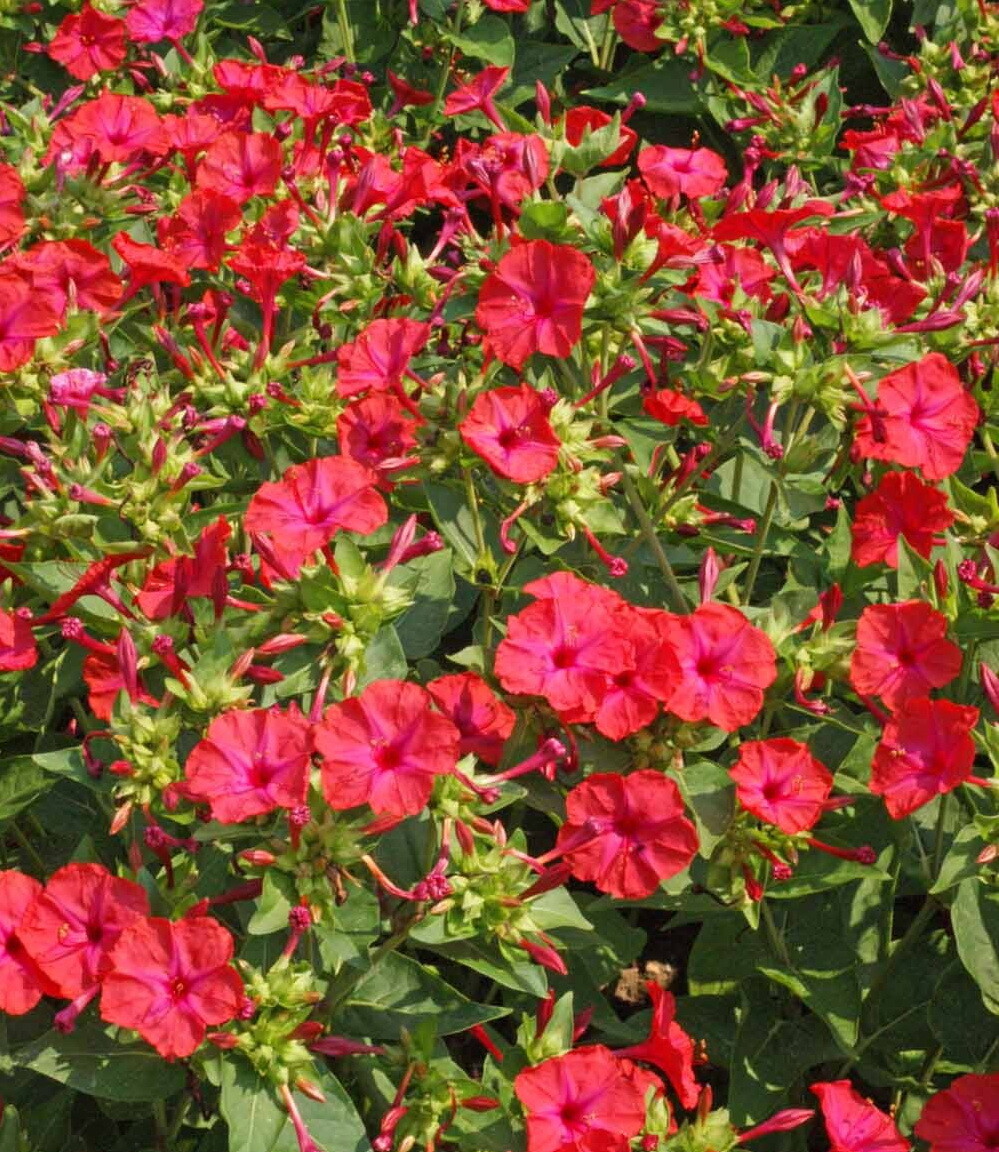 100 Red Four O’Clock Flower Seeds Mirabilis jalapa