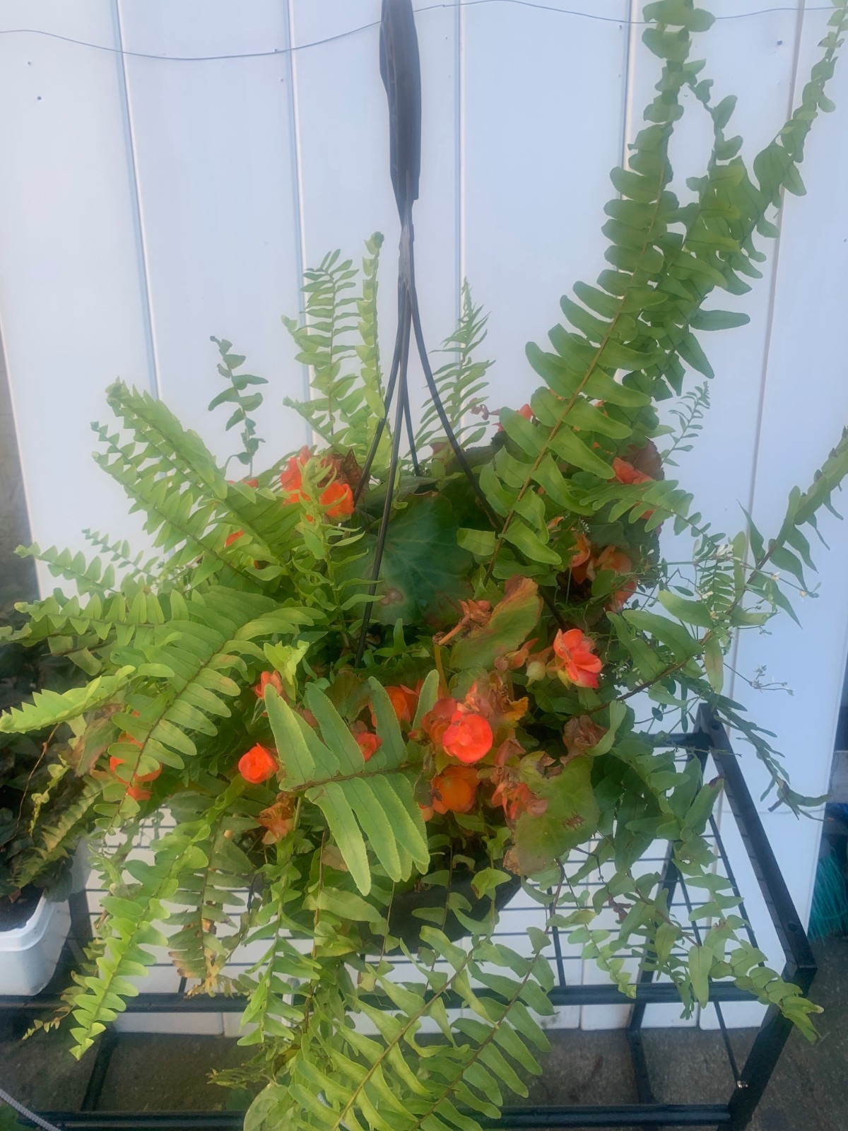 Rooted outdoor Plants Begonia with Boston Fern Balcony plants in Basket