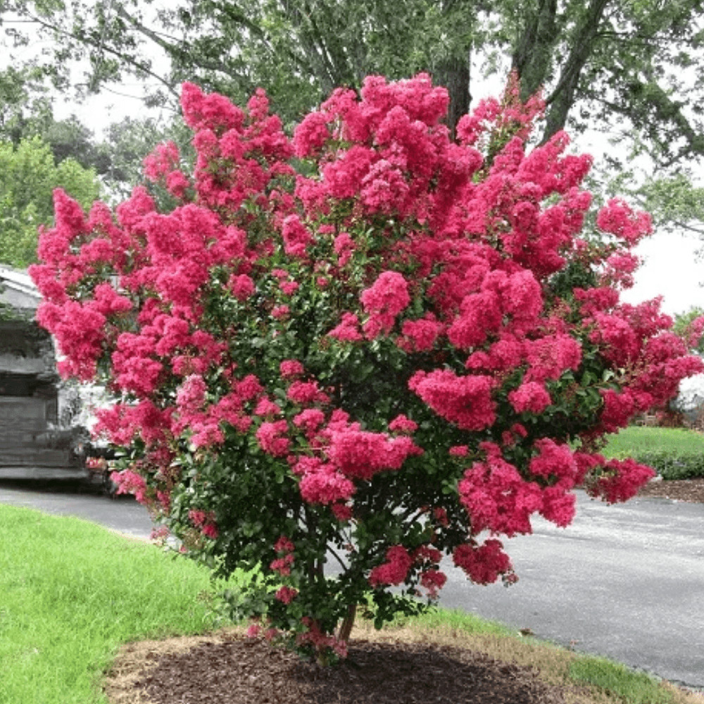 Electric Pink Passion™ Crape Myrtle: Vibrant Blazing Pink Color for Your Landsca