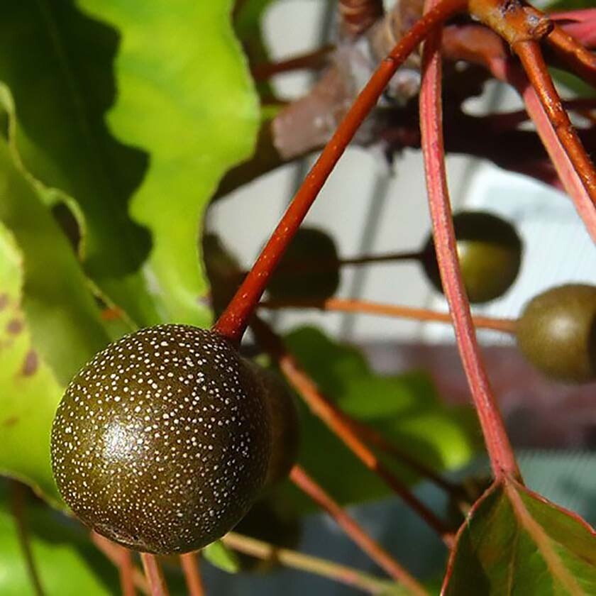 Bradford Pear, (Callery Pear), Pyrus calleryana, Tree Seeds