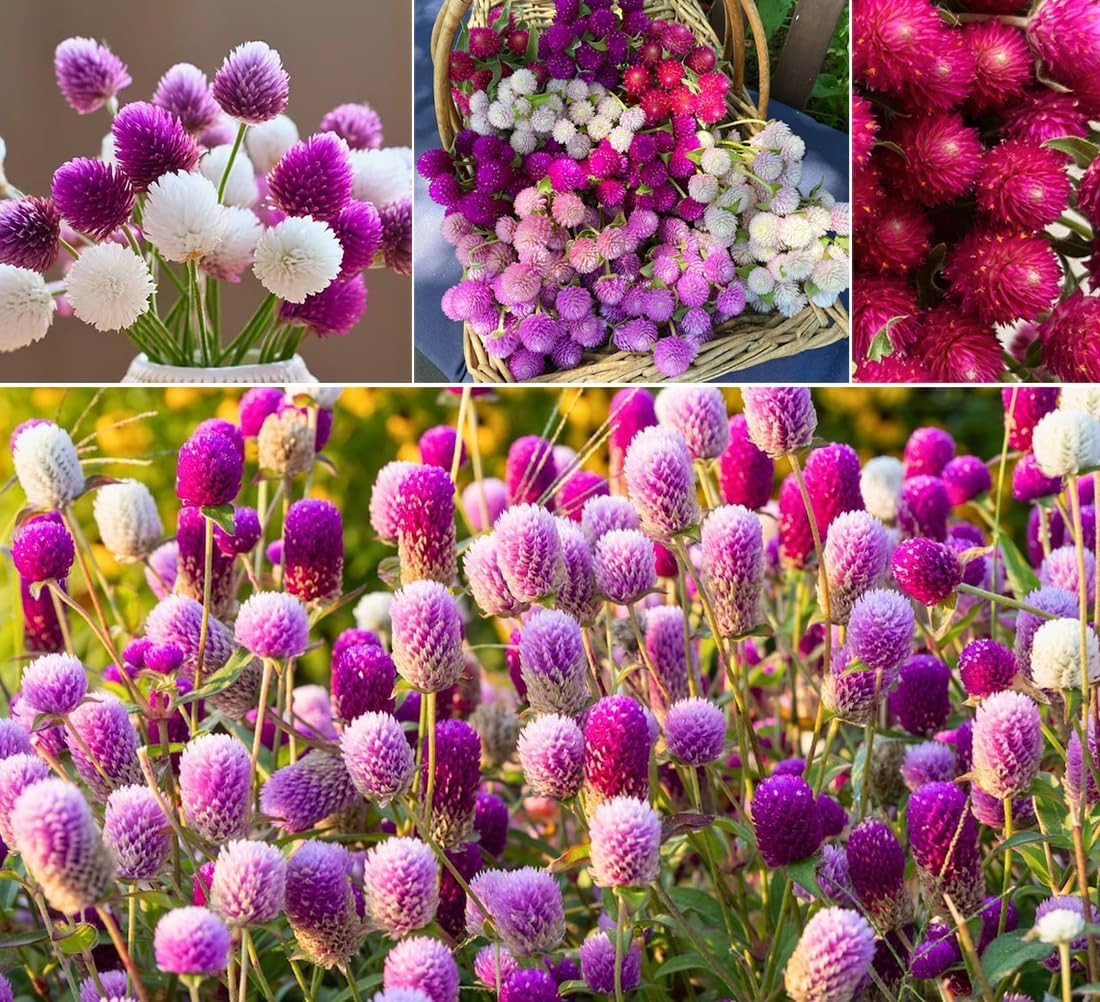 100Pcs Globe Amaranth Gomphrena Globosa Seeds Mixed Colors Amaranthus Flower