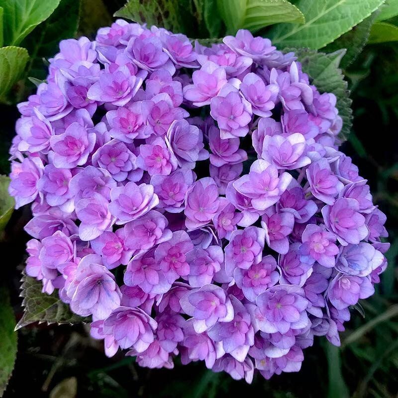 30 Mixed Blue Hydrangea Seeds Giant Snowball Fast Growing Flower