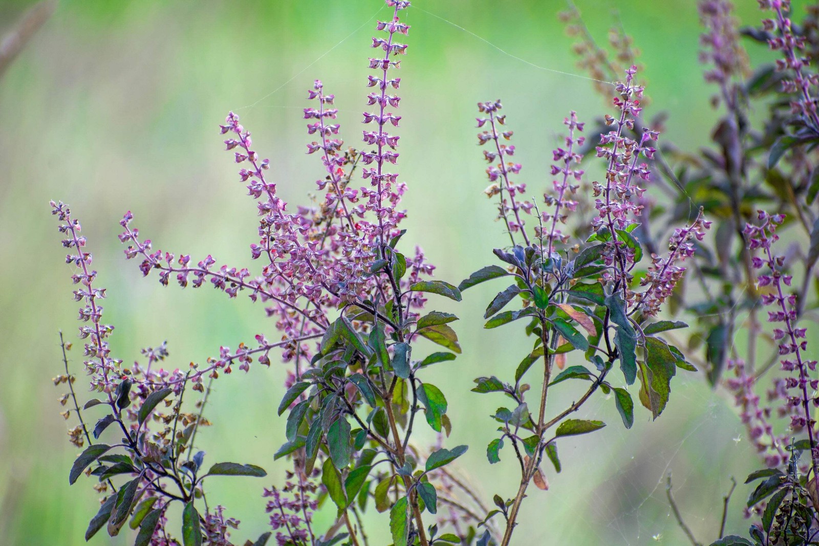 250 Green Tulsi HOLY BASIL Ocimum Sanctum Tenuiflorum Herb Flower Seeds *Flat SH