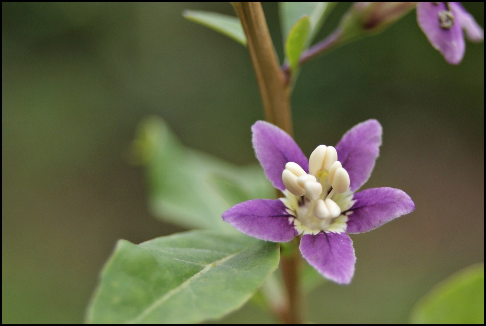 Gojiberry Seeds – Lycium barbarum Seeds – Goji Berry – Multiple Quantities